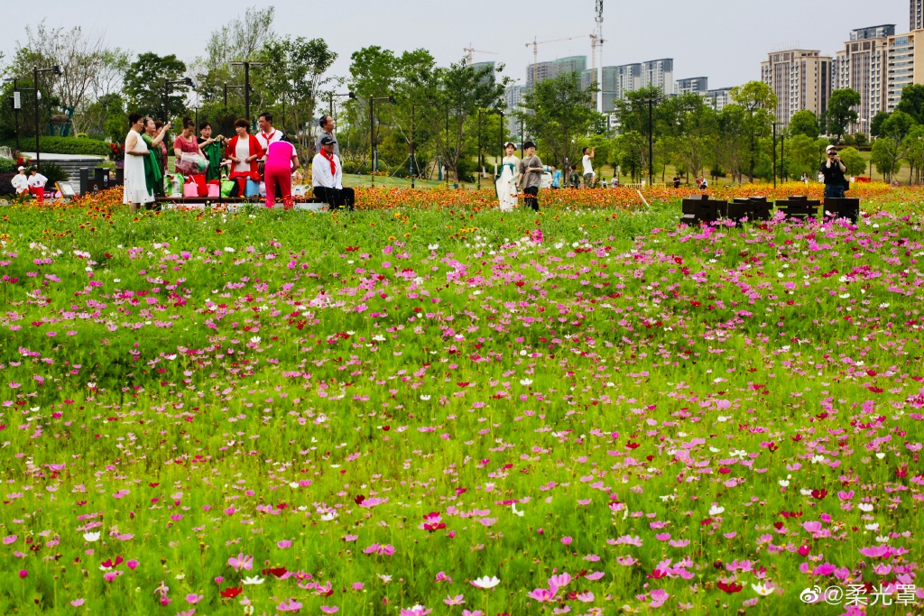 【圖說淮南】——淮南的中央公園的花一定不能錯過！