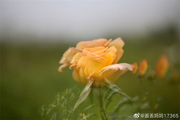 【圖說淮南】——只道花無十日紅，此花無日不春風