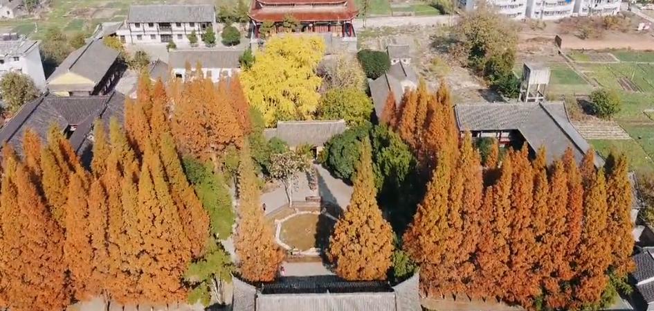 壽縣報恩寺，滿地金黃正當時